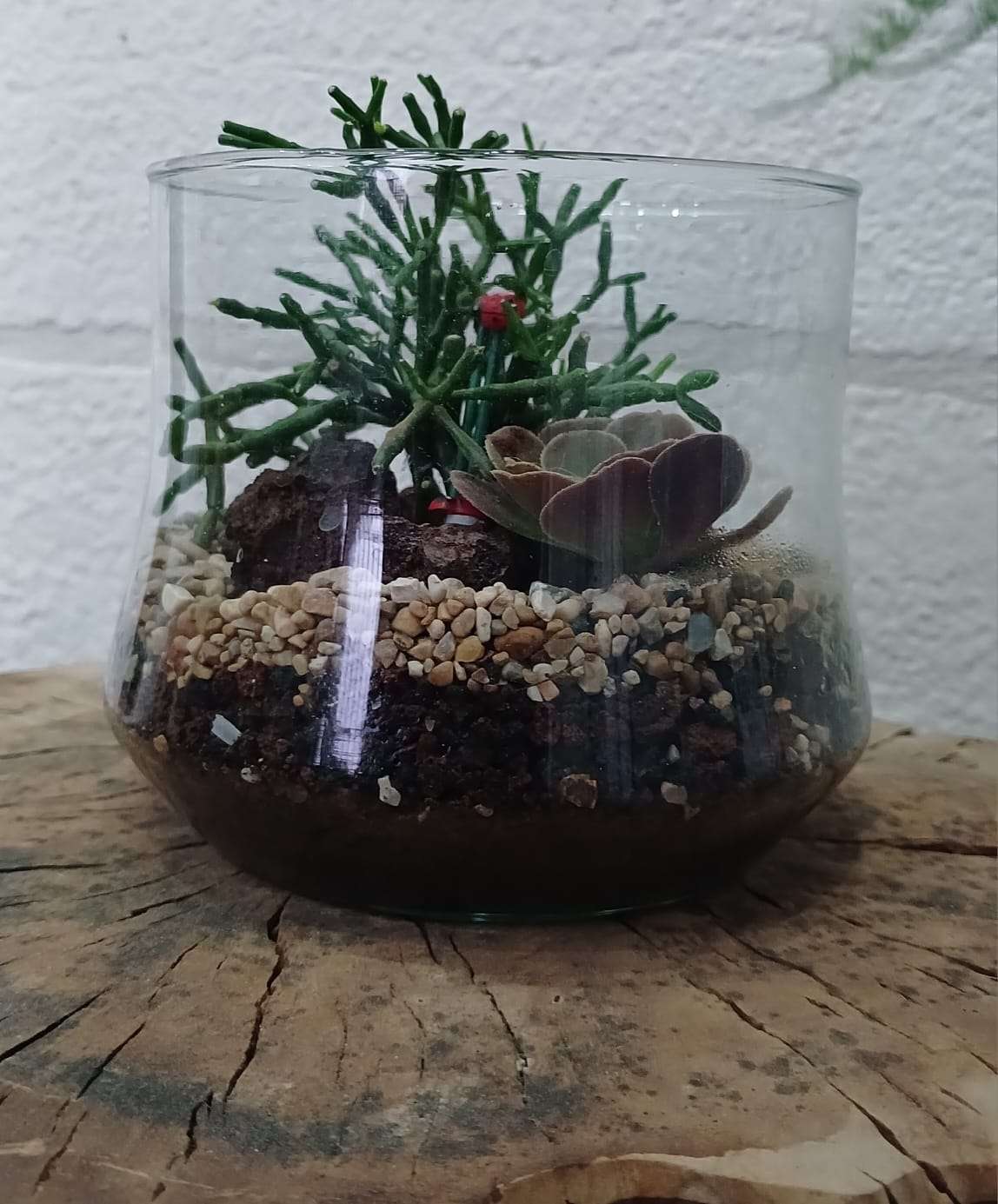 تنسيق وزراعة العصاريات والصباريات مع مناظر خشبية منيرة | Wood and Plants