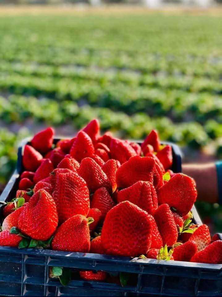 قطف الفراولة الطازجة في مزرعة آدم | تجربة عائلية ممتعة قرب عمّان 🍓