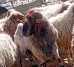 اضاحي العيد